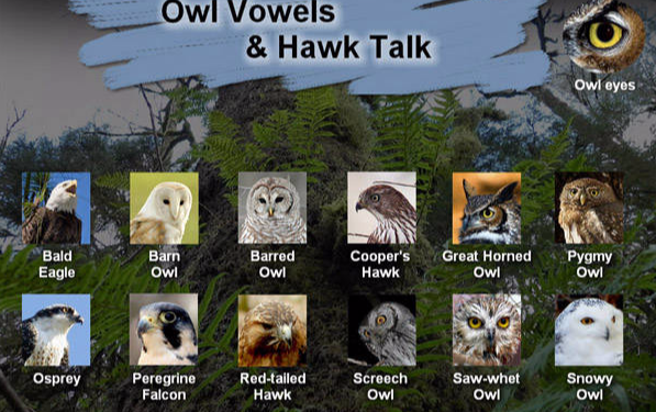 Owls and bird of prey