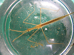 Water Scorpion