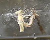 Damsel Fly
