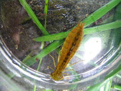 Dragonfly larvae