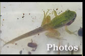 photos
