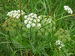 pond plants