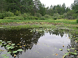 middle pool