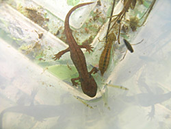 Aquatic salamander