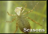 seasons