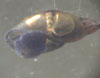 Snail
