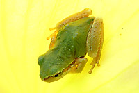 Pacifi Tree Frog