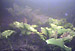 Underwater video